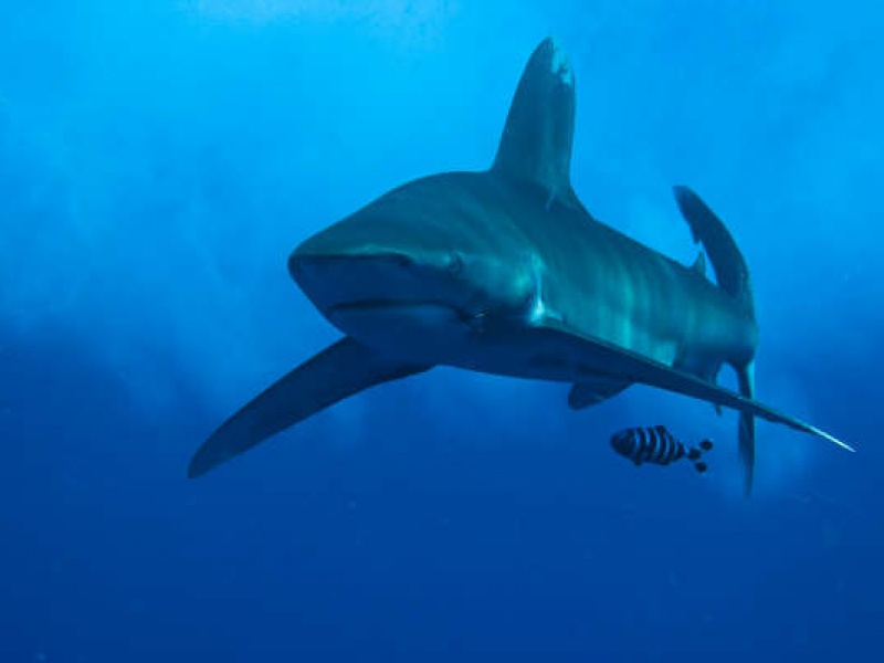 Requin Apo pris en photo aux Philippines par Gilles de coursdeplongee.com