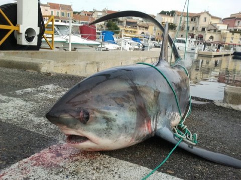 Requin Renard pêché par un filet à Sausset-les-Pins dans 4 mètres d'eau
