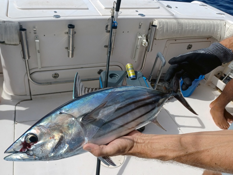 Un vif capturé pour une session de pêche à la traîne au marlin.