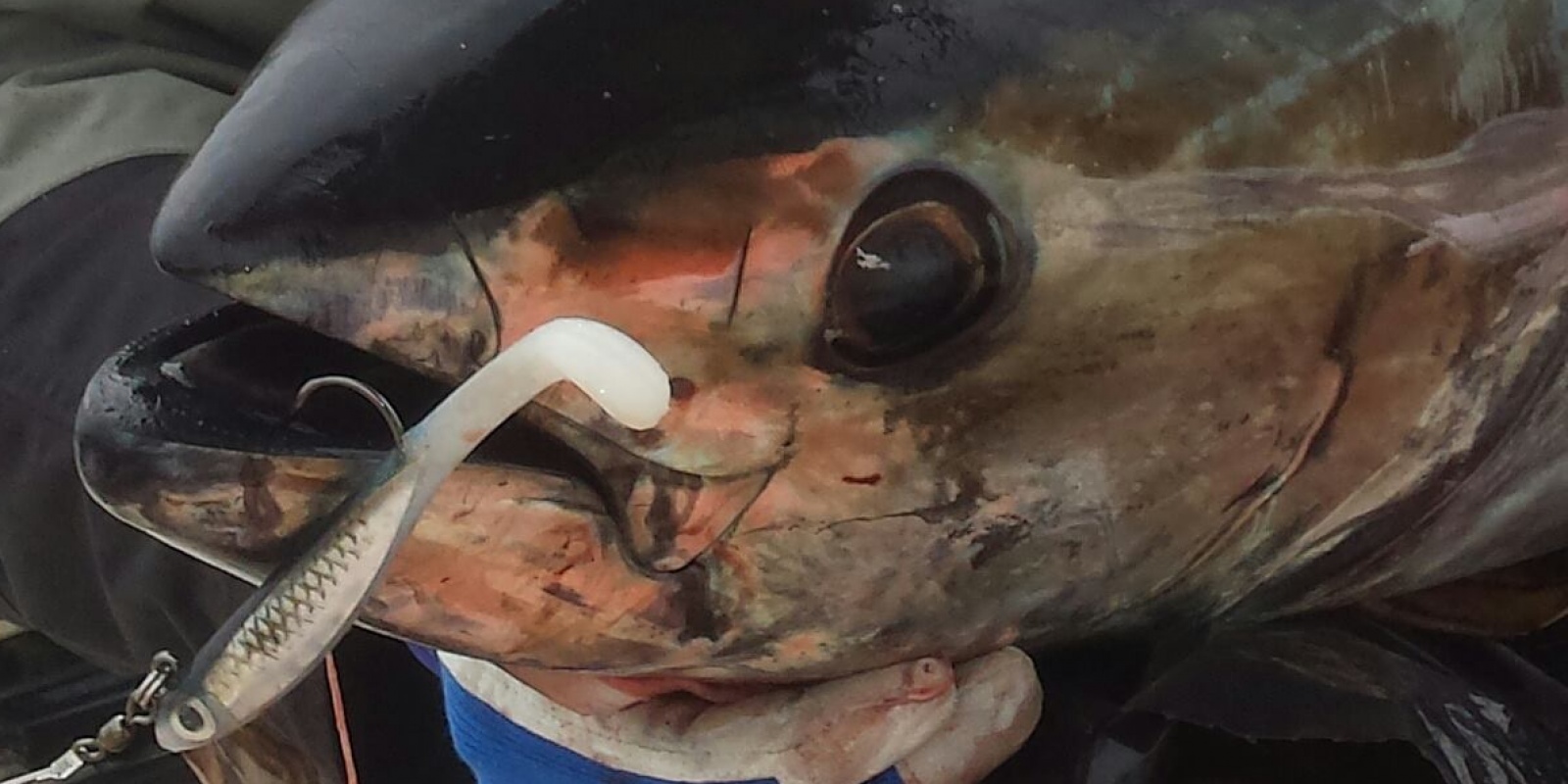 Le Bertox Natural Sardine, autrefois appelé Tinuta, est le leurre souple pour les thons sur chasse