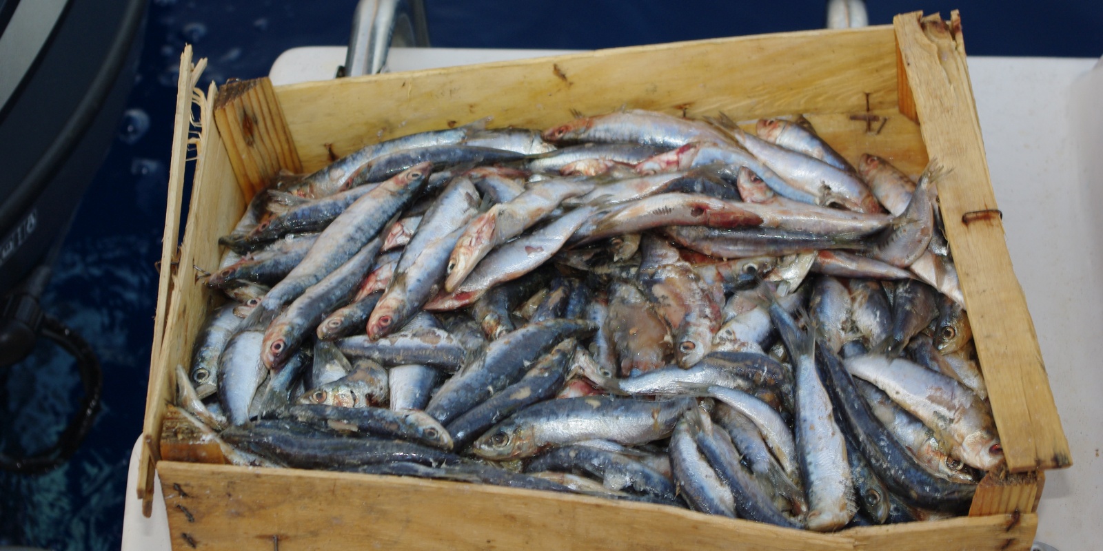 La sardine est un très bon appât pour le merlu !
