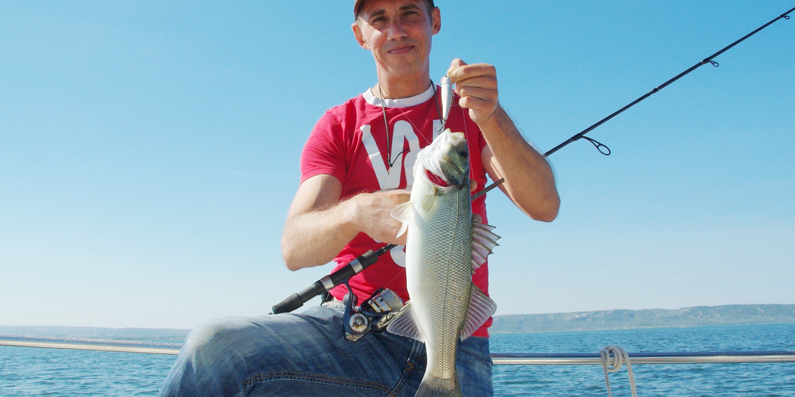 Joli bar pêché avec un stickbait Chihuahua Luna Bait ! Joli bar pêché avec un stickbait Chihuahua Luna Bait !