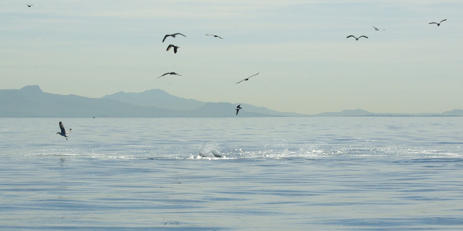 Le jig minnow est le leurre parfait pour les chasses de thons !