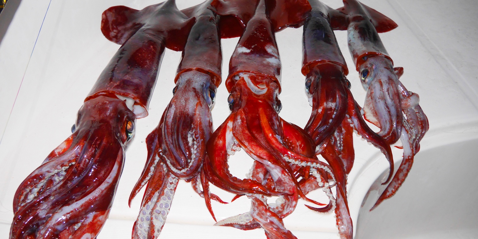 La pêche des calamars rouges en grandes profondeurs avec un moulinet électrique est ultra productive !
