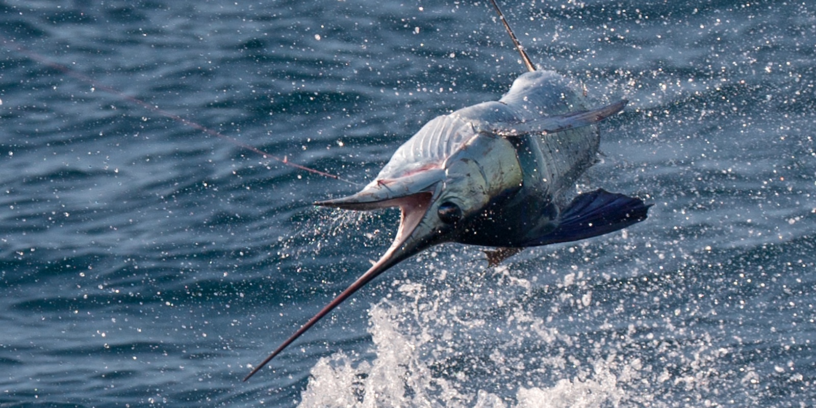 L'Espadon Voilier, le poisson le plus rapide au monde !