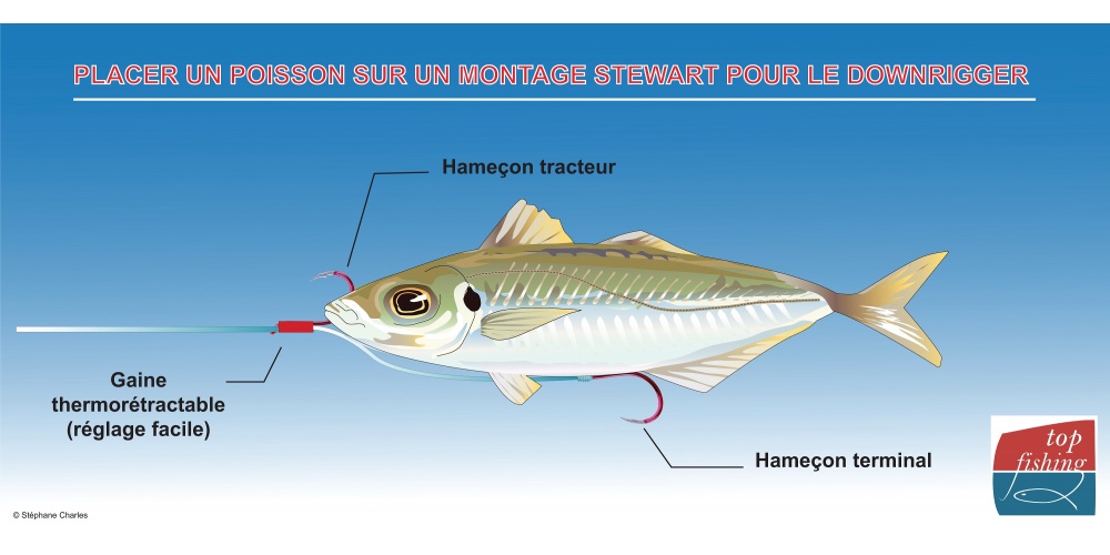 Armer un poisson