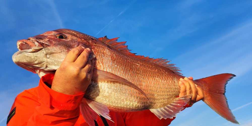 Pour pouvoir pêcher au Fireball Top Sea, un vif bien vivant constitue le meilleur appât ! Pour pouvoir pêcher au Fireball Top Sea, un vif bien vivant constitue le meilleur appât !