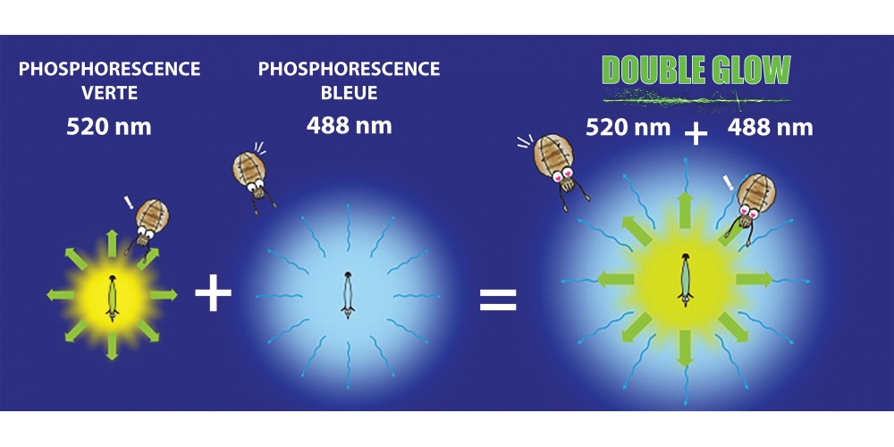 Phosphorescence verte à 520 nm + phosphorescence bleue à 488nm : double phosphorescence pour une double efficacité !