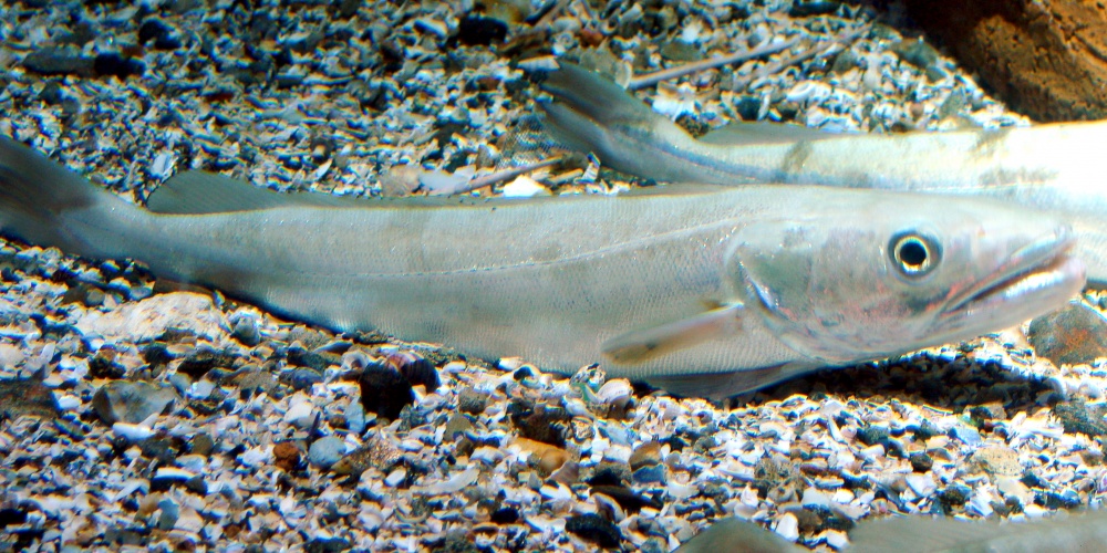 Le merlu est une espèce ayant une taille légale de capture (Merlu de l’aquarium Finisterrae de Corunna et Galice  – source Wikimedia)