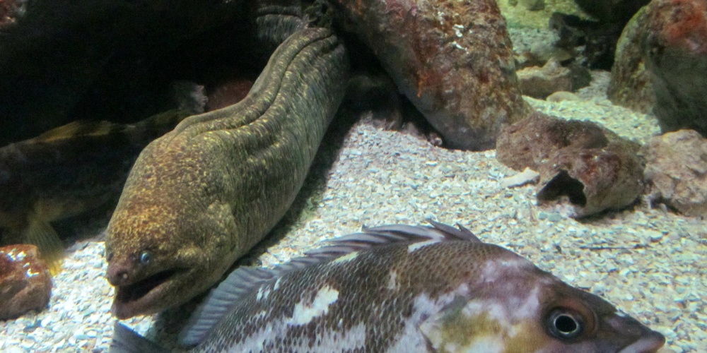La murène est un poisson mal-aimée