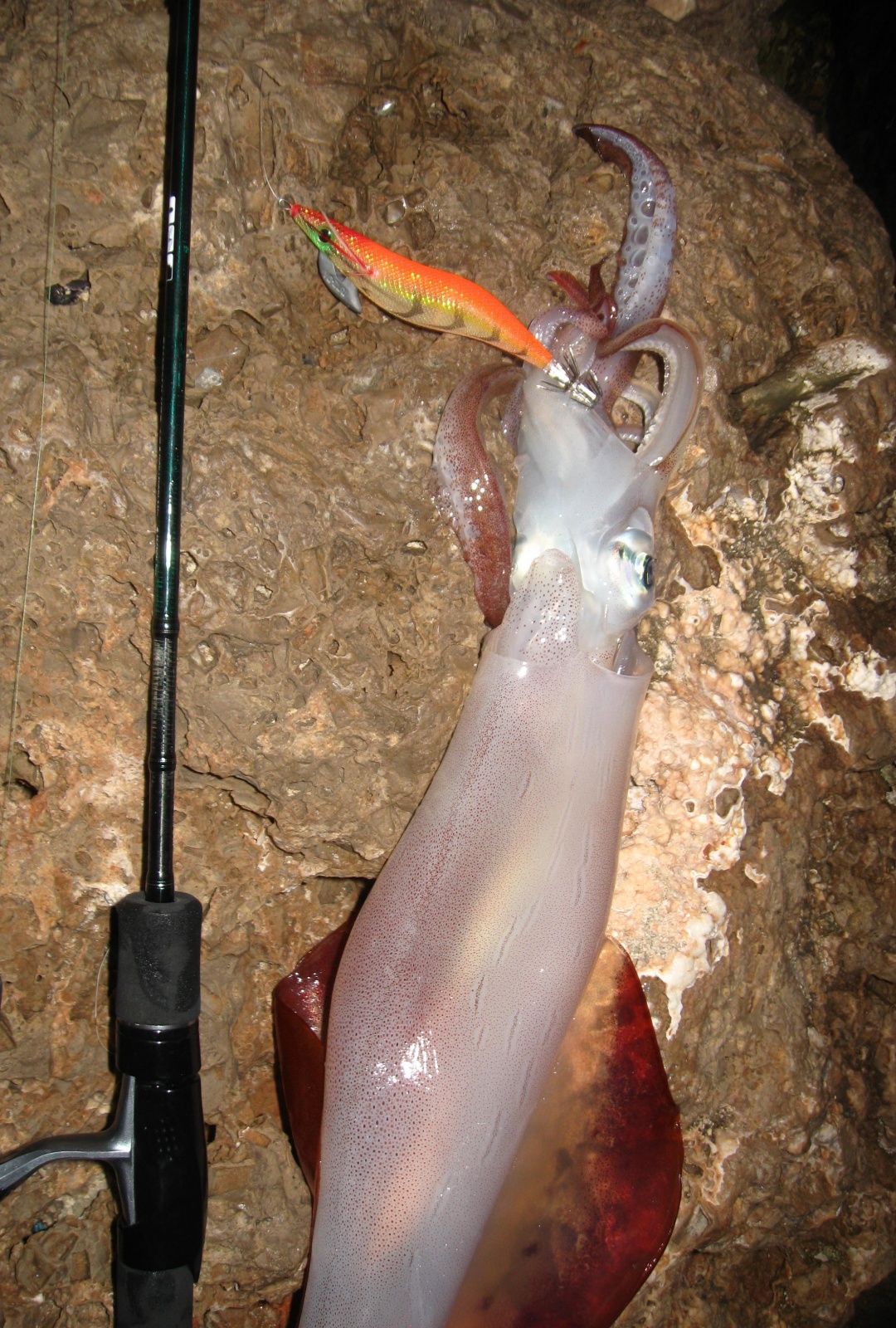 Calamars : guide et infos sur cette technique de pêche