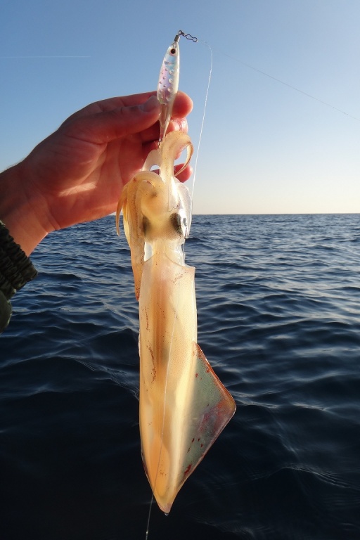 Beau calamar pris avec une turlutte Ultra Bait maniée en tataki