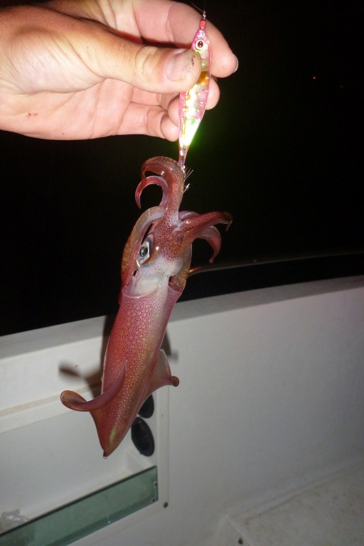 Ce calamar pris en tataki à l’Ultra Baits a la taille idéale pour servir de vif ! Ce type de calamar utilisé comme vif au downrigger est un must pour pêcher les dentis !