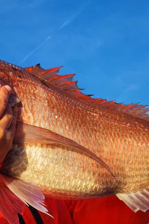 Pour pouvoir pêcher au Fireball Top Sea, un vif bien vivant constitue le meilleur appât !