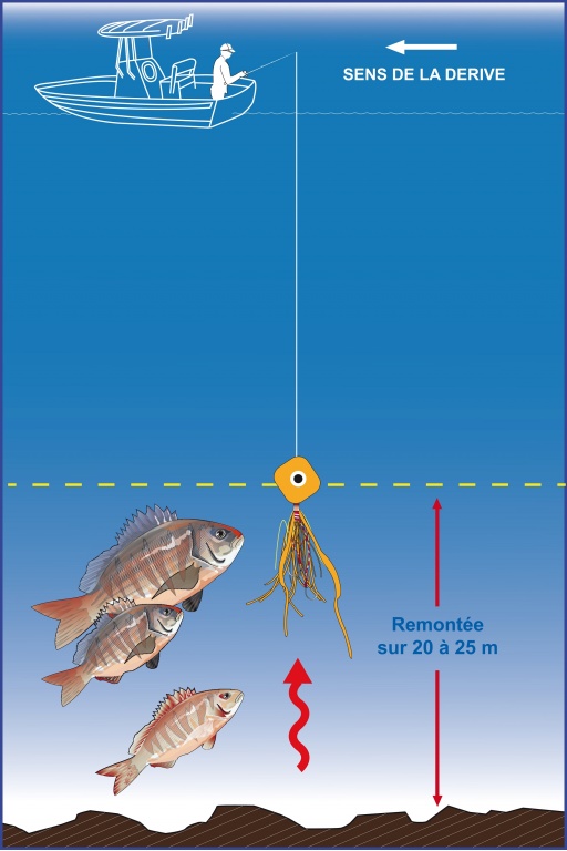 Pour les poissons benthiques tels que le merlu ou le pagre, il est conseillé de manier votre madaï jig à proximité du fond