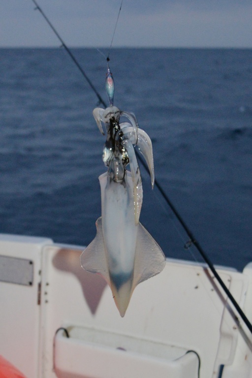 Avec leur corps souple, les Oppaïs sont très attractives pour les calamars !