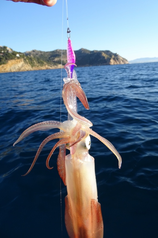 Les petites Bubblin Yo-Zuri sont ultra efficaces pour prendre rapidement des calamars ! Les petites Bubblin Yo-Zuri sont ultra efficaces pour prendre rapidement des calamars !