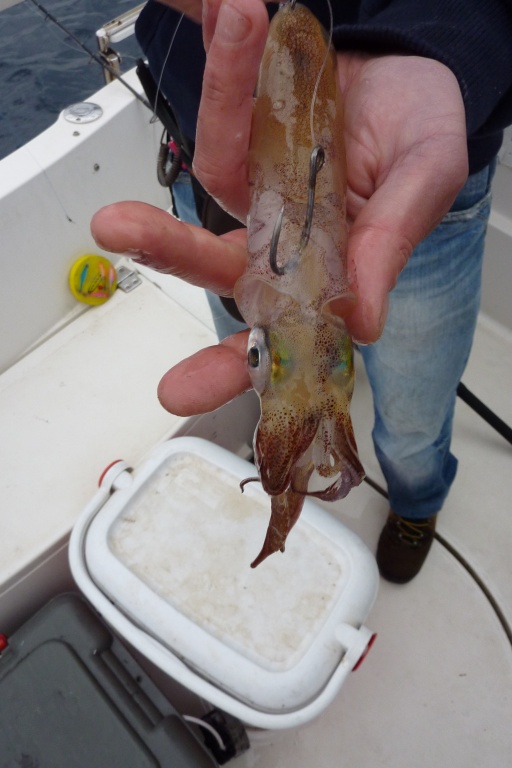 Un calamar est idéal pour pêcher les beaux prédateurs au downrigger !