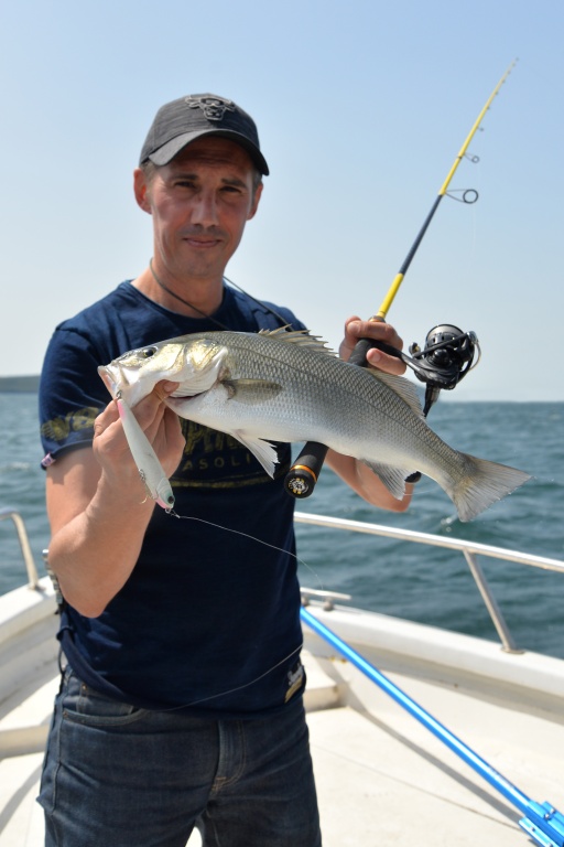 Joli bar pêché avec un stickbait Chihuahua Luna Bait ! Joli bar pêché avec un stickbait Chihuahua Luna Bait !