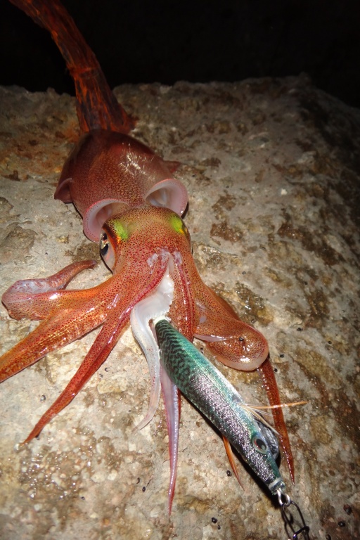 Avec des eaux très claires, seule une mini egi Aurie Q-RS Yo-Zuri taille #2.0 en coloris naturel (maquereau) a permis de déclencher l’attaque des calamars !