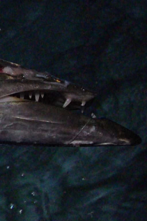 La dentition remarquable d'un barracuda