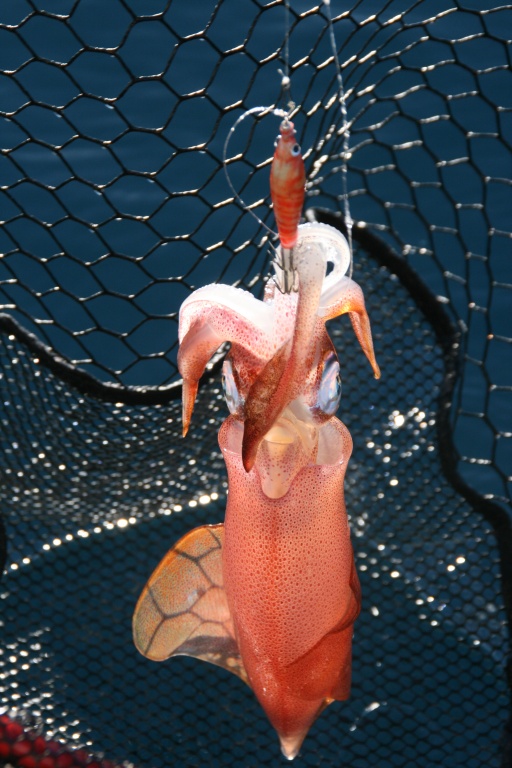 Un calamar qui servira de vif pour la pêche au Fireball