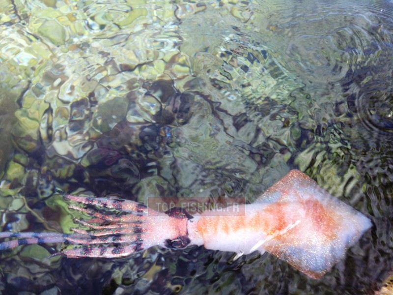leurre-souple-top-sea-squidart-krak-4.jpg