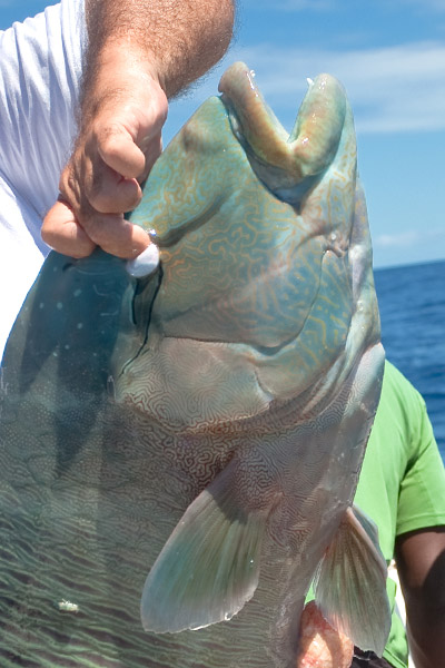 <p>
	C'est un n&oelig;ud tr&egrave;s simple mais pourtant d'une solidit&eacute; sans faille.</p>
<p>
	Il sert principalement &agrave; attacher un &eacute;merillon ou une agraphe &agrave; une double ligne. Celui-ci accueille g&eacute;n&eacute;ralement un bas de ligne en fluorocarbone.&nbsp;</p>
<p>
	La double ligne permet en effet une meilleure r&eacute;partition des forces exerc&eacute;es au niveau du n&oelig;ud.&nbsp;</p>
