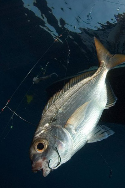 <p>
	La boucle parfaite (perfect loop) est&nbsp;n&oelig;ud d'une grande simplicit&eacute; &agrave; ex&eacute;cuter est comme son nom l'indique&hellip; Parfait ! Tr&egrave;s r&eacute;sistant, il vous servira par exemple &agrave; relier un bas de ligne en nylon ou fluorocarbone &agrave; un &eacute;merillon.</p>
