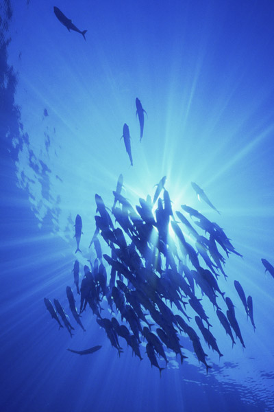 Les boucles permettent de relier un  bas de ligne à un émerillon via une boucle.