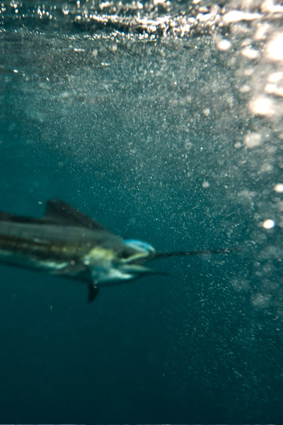 <p>
	Ce type de montage est surtout destin&eacute; aux p&ecirc;ches aux vifs ou aux app&acirc;ts longs (vers longs, couteaux, blancs de seiche, etc.)</p>
<p>
	Dans cet exemple, nous avons opt&eacute; pour deux hame&ccedil;ons simples. Dans ce cas, nous vous conseillons comme pr&eacute;sent&eacute; des hame&ccedil;ons dont l'&oelig;illet est d&eacute;cal&eacute; afin que le fil reste dans l'alignement de la hampe.&nbsp;</p>
<p>
	Il est possible d'utiliser aussi des hame&ccedil;ons triples, un combin&eacute; triples / simples ou encore d'avoir trois hame&ccedil;ons afin de vous adapter &agrave; la taille de l'app&acirc;t ou du vif.</p>
