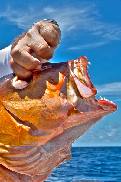 <p>
	Ce type de montage avec deux hame&ccedil;ons accol&eacute;s (montage dit wishbone) permet de p&ecirc;cher en surfcasting avec des app&acirc;ts larges comme les crabes. l s'av&egrave;re excellent pour escher un crabe mou en surcasting ou un crabe dur en p&ecirc;che &agrave; la cal&eacute;e pour la recherche sp&eacute;cifique de la dorade. L'hame&ccedil;on &agrave; privil&eacute;gier sera alors de type octopus.</p>
<p>
	Le ferrage est optimis&eacute; par la pr&eacute;sence des deux hame&ccedil;ons situ&eacute;s de chaque cot&eacute; de l'app&acirc;t.</p>
<p>
	Tous types de n&oelig;uds terminaux peuvent &ecirc;tre utilis&eacute;s pour attacher les hame&ccedil;ons. Pour les p&ecirc;ches les plus fines (ex: dorade), nous vous conseillons l'utilisation d'hame&ccedil;ons palette.</p>
<p>
	L'essentiel se situe dans la conception de deux bas de ligne de m&ecirc;me longueur accol&eacute;es par un n&oelig;ud de chirurgien. La seule difficult&eacute; de ce montage r&eacute;side dans le fait d'avoir les deux brins de taille &eacute;gale une fois le n&oelig;ud r&eacute;alis&eacute;. Nous vous conseillons donc de monter les hame&ccedil;ons sur leur bas de ligne chacun de leur cot&eacute; avant le montage final pour une plus grande facilit&eacute;.</p>
