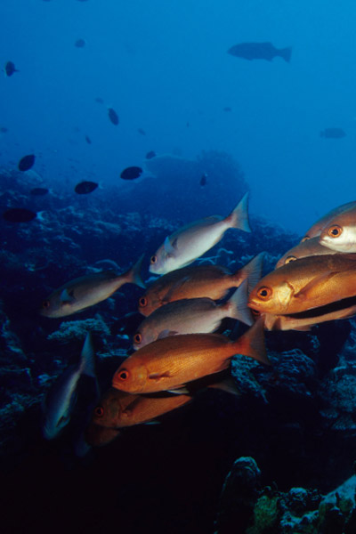 <p>
	Ce n&oelig;ud vous permettra d'avoir un point de blocage "coulissant dur" sur votre ligne qui passe parfaitement dans les anneaux. Vous enfilerez une simple perle sur la ligne juste au dessus d'un bouchon coulissant. La perle sera bloqu&eacute;e par le n&oelig;ud et celle-ci bloquera le flotteur.</p>
<p>
	<strong>L'int&eacute;r&ecirc;t ?</strong> Vous pouvez ainsi r&eacute;gler la profondeur m&ecirc;me si celle-ci fait plusieurs fois la longueur de la canne, ce n&oelig;ud passant tr&egrave;s bien dans les anneaux et m&ecirc;me dans le moulinet.</p>
<p>
	Tr&egrave;s pratique pour les p&ecirc;ches &agrave; l'anglaise, p&ecirc;ches au vif au bouchon, etc.</p>
<p>
	<strong>Astuce 1 :</strong> Nous vous conseillons de le r&eacute;aliser avec de la tresse car le nylon a tendance &agrave; se d&eacute;faire tr&egrave;s facilement. Gardez vos tresses usag&eacute;s ou les rejets restants afin de les utiliser pour ce n&oelig;ud. Une tresse de 10/12 centi&egrave;me est en effet id&eacute;ale car le n&oelig;ud passe alors parfaitement dans les anneaux, m&ecirc;me les plus petits.</p>
<p>
	<strong>Astuce 2 :</strong> Si le trou de votre bouchon coulissant est trop gros et que la petite perle passe dans son canal, il suffit de rajouter une autre perle plus grosse au dessous de la premi&egrave;re.&nbsp;</p>
