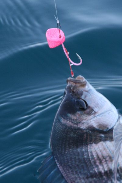 <p>
	Ce n&oelig;ud relativement classique ressemble au n&oelig;ud de cuiller. Il offre l'avantage de faire passer les spires &agrave; l'int&eacute;rieur de la boucle, lui offrant une meilleure r&eacute;sistance lin&eacute;aire.</p>
