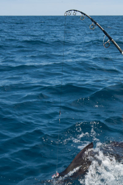 <p>
	Une variante du premier n&oelig;ud pour hame&ccedil;on &agrave; palette mais qui offre l'avantage de pouvoir &ecirc;tre ex&eacute;cut&eacute; plus facilement avec les bas de ligne les plus fins et les hame&ccedil;ons les plus petits.</p>
