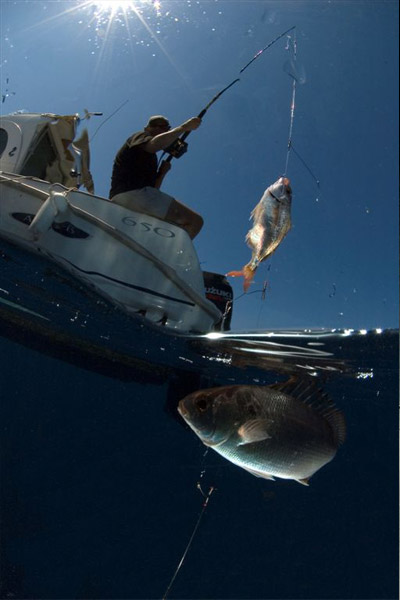 <p>Ce n&oelig;ud permet de relier une tresse &agrave; un bas de ligne en nylon ou en fluorocarbone. C'est un des plus r&eacute;sistants dans sa cat&eacute;gorie car la pression de la tresse est r&eacute;partie sur une grande surface du bas de ligne. Plus la pression sur la tresse est forte et plus le n&oelig;ud serre autour du fluorocarbone. Un n&oelig;ud tr&egrave;s utilis&eacute; pour les p&ecirc;ches exotiques mais qui peut bien sur servir pour les p&ecirc;ches plus classiques aux leurres.</p>
<p>
	Il passe relativement bien dans les anneaux.&nbsp;</p>
<p>
	* A noter: Nous vous recommandons l'utilisation de gants pour tirer les brins de tresse. Dans le cas de gros diam&egrave;tre de fluorocarbone, une pince vous permettra de mieux serrer le huit sans vous blesser.</p>
