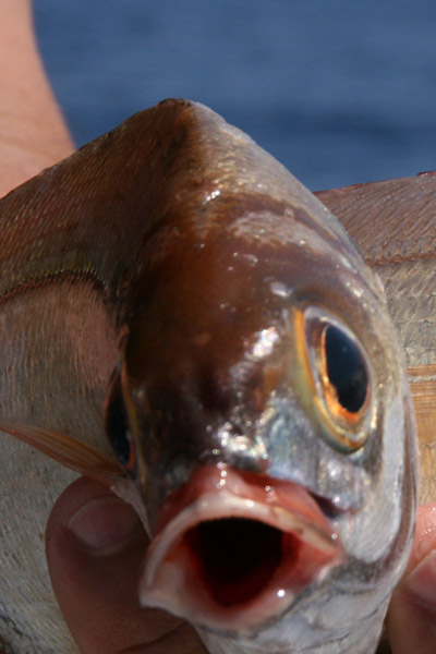 <p>
	Le n&oelig;ud pour poisson nageur est communement appell&eacute; n&oelig;ud Rapala.&nbsp;L'avantage de ce n&oelig;ud est de laisser une boucle devant l'&oelig;illet. Le leurre n'est ainsi pas brid&eacute; par une attache serr&eacute;e et peut ainsi exprimer avec toute son intensit&eacute; sa nage en wobbling (tremblements du corps cr&eacute;es par la bavette) et en rolling (oscillements lat&eacute;raux sur son axe).&nbsp;Tr&egrave;s pratique pour pouvoir se passer d'un anneau bris&eacute; sur l'&oelig;illet (susceptible d'abimer le fil) ou d'une agrafe (discr&eacute;tion et volont&eacute; d'&eacute;viter un point faible sur la ligne).</p>
