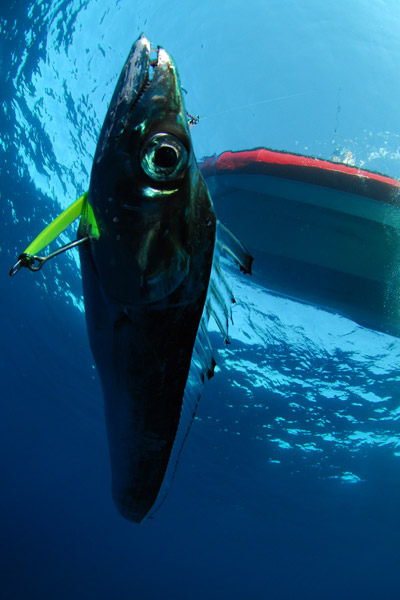 Utilisée pour la pêche de poissons puissants, la double ligne permet de répartir les forces exercées au niveau du nœud. La tension est en effet répartie sur chacun des brins, ce qui permet de pêcher avec une ligne relativement fine par rapport au poisson recherché. Ce œuf est très utilisé pour les pêches exotiques.