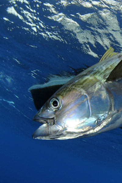 Raccord tresse/nylon, tress/fluorocarbone, nylon,/nylon.
Ceux-ci vous permettront de relier de la tresse à un bas de ligne en nylon ou en fluorocarbone. D'autres nœuds seront utiles pour relier deux brins de nylon (ou nylon/fluorocarbone) de diamètres différents dans le même alignement en évitant une perte de résistance.