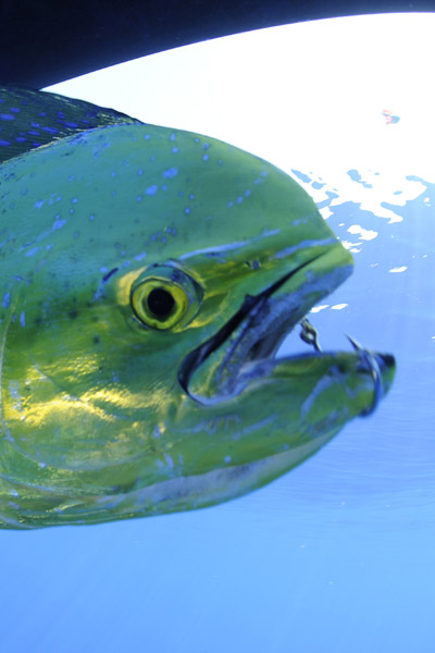 Ces noeuds vous permettront de raccorder à voteras de ligne soit un hameçon à palette soit dans certain cas un hameçon à œillet.