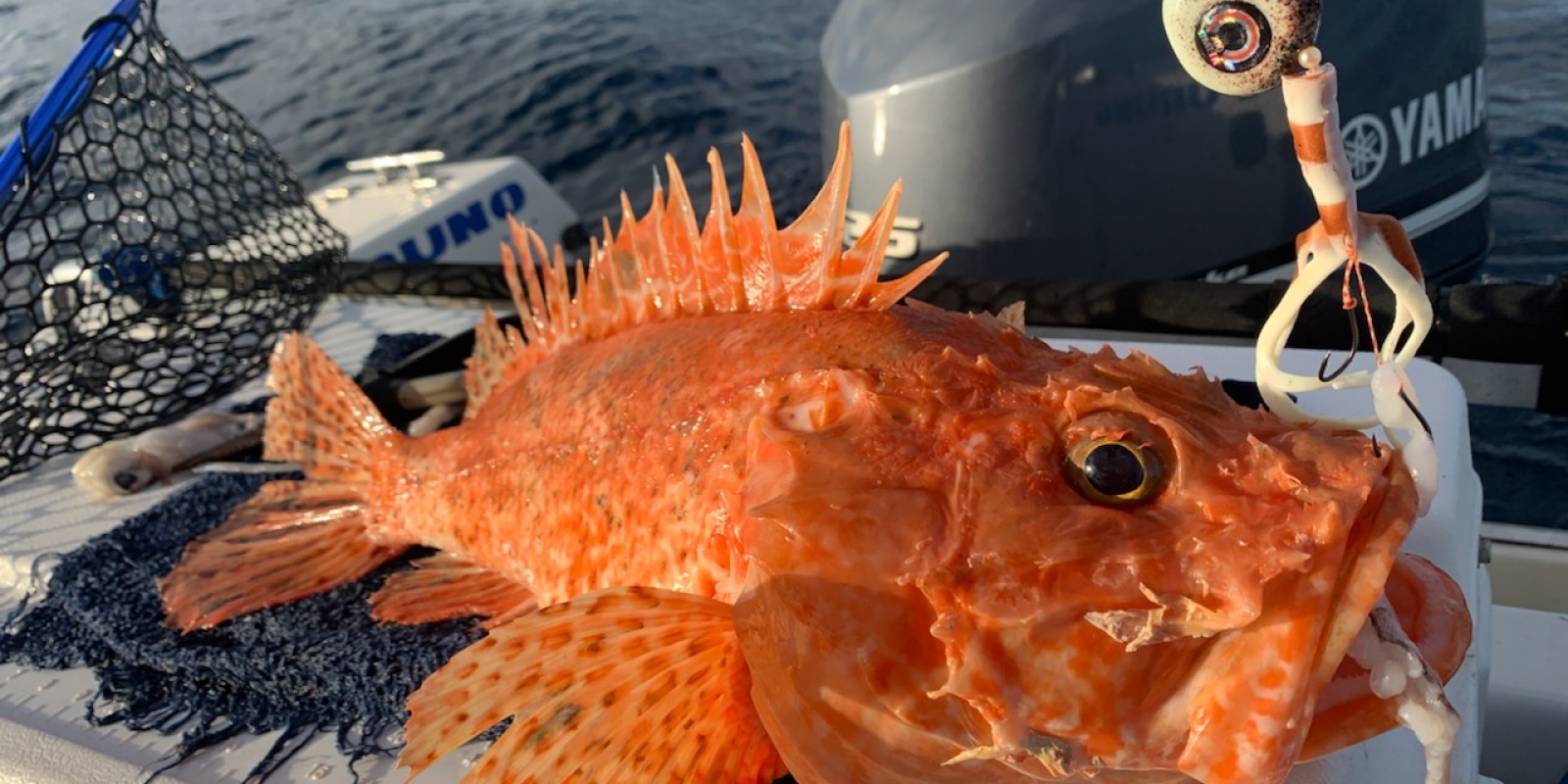 Magnifique chapon pris avec le Slider Set Omega X-Paragon