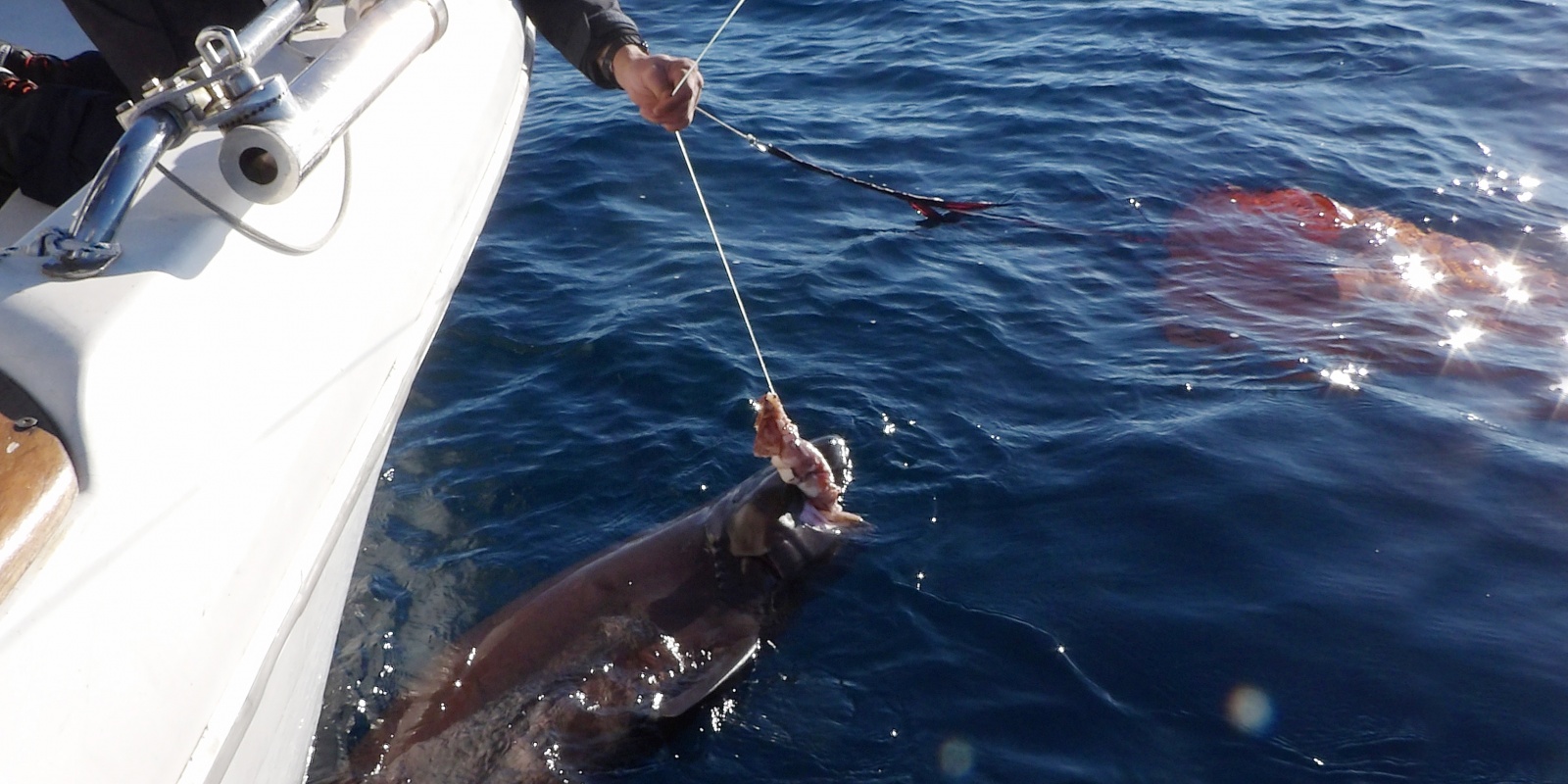 Fabien Harbers avec un griset de 3 m ! 