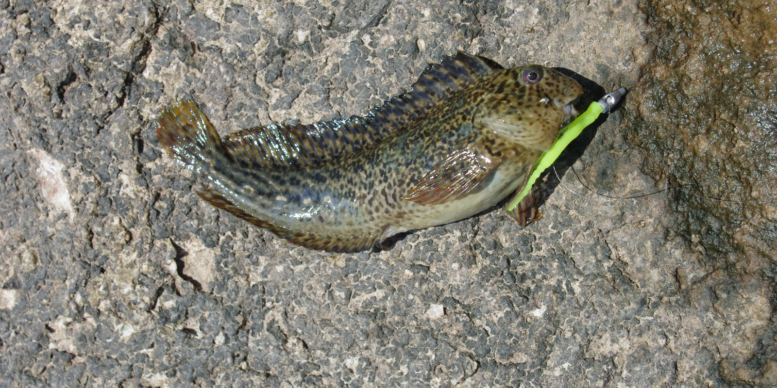fiche-poisson-blennie.jpg Aucune description