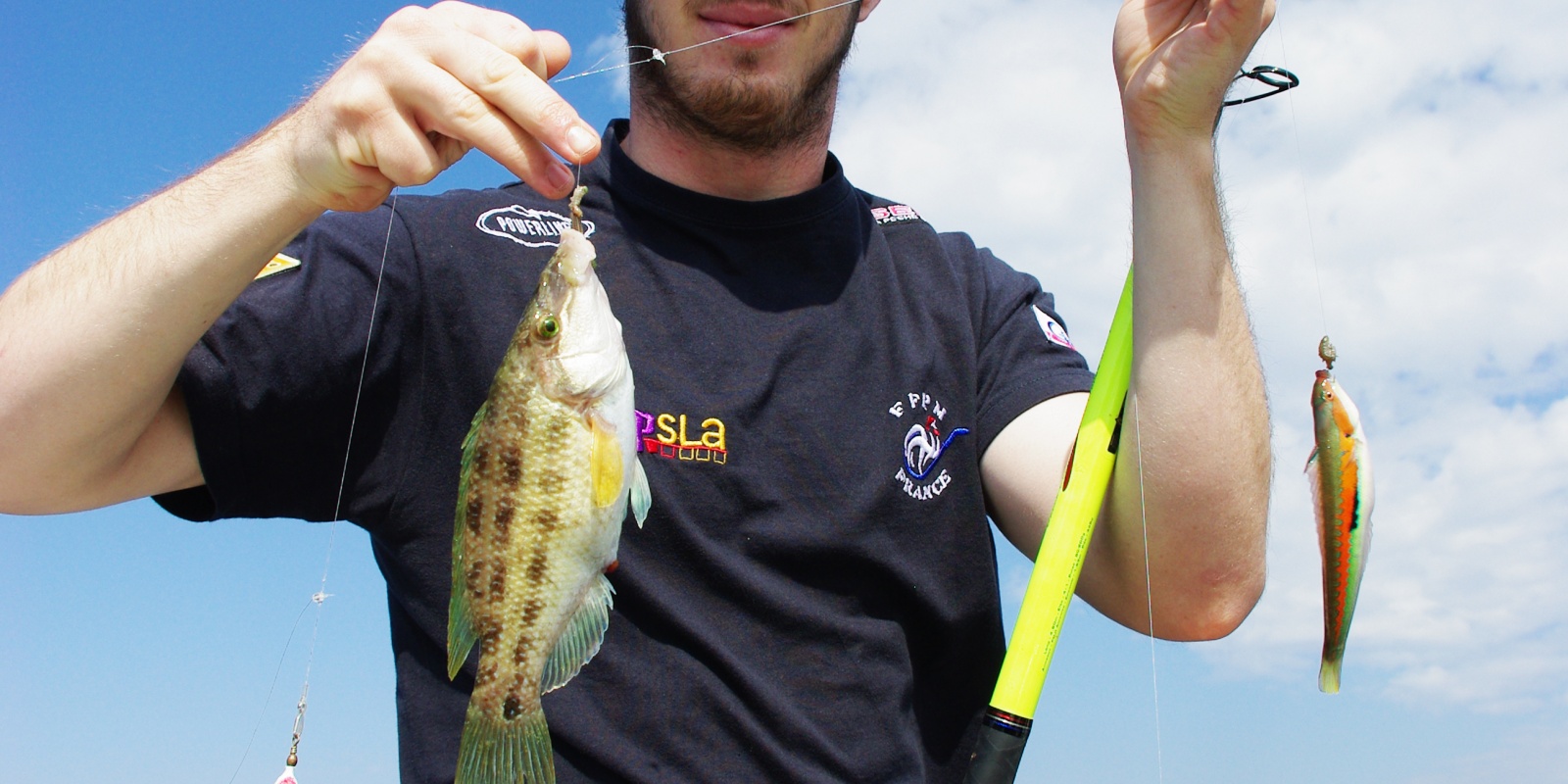 fiche-poisson-crenilabre-des-herbiers.jpg Aucune description