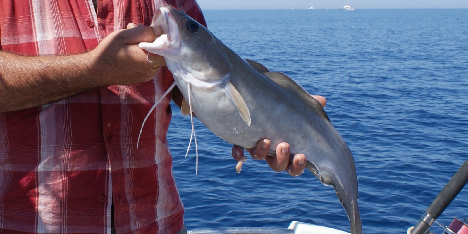 fiche-poisson-mostelle.jpg Aucune description