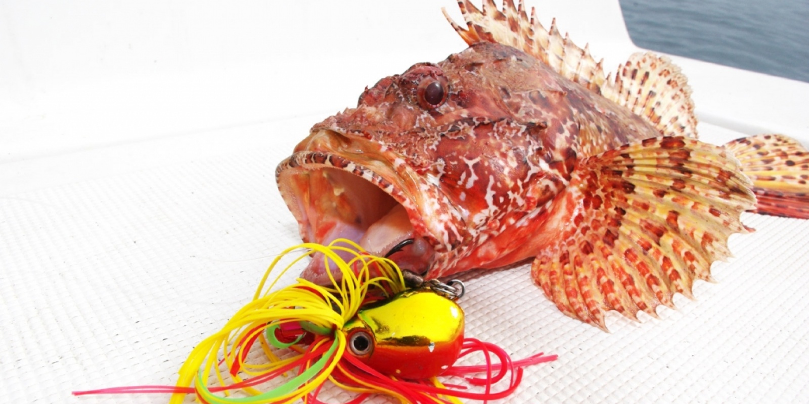 peche-en-casting-technique-chapon.jpg Pêche d'un chapon en casting