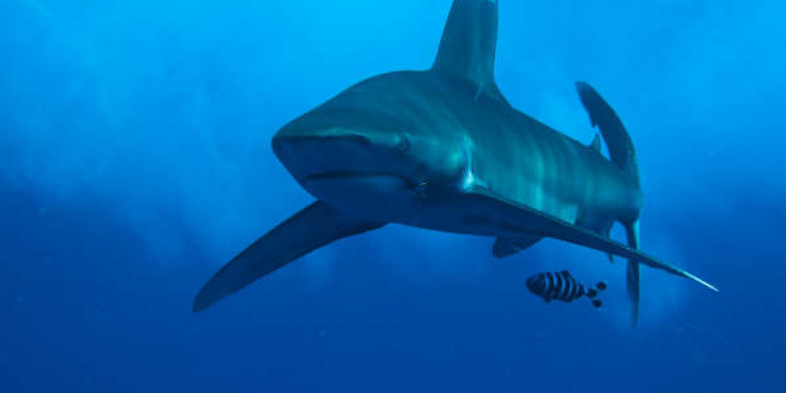 requin-apo-philippine-pris-par-un-plongeur-local.jpg Requin Apo pris en photo aux Philippines par Gilles de coursdeplongee.com