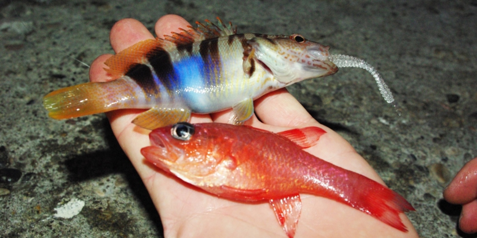 rockfishing-de-tres-beau-petits-poissons.jpg De très beau petits poissons en rockfishing