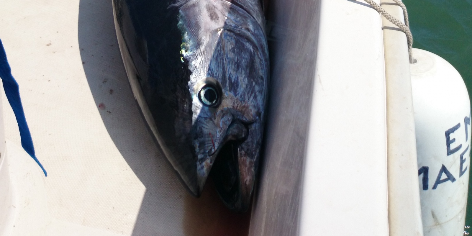 thon-rouge-poisson.jpg Aucune description