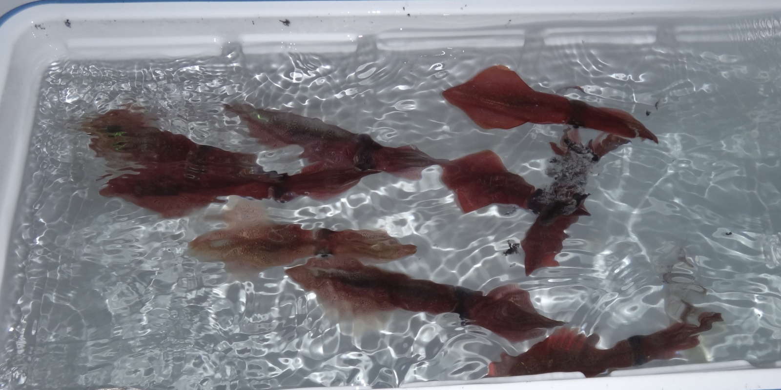 une-grande-glaciere-permet-de-conserver-durablement-vos-calamars.jpg Une grande glaciere permet de conserver durablement vos calamars